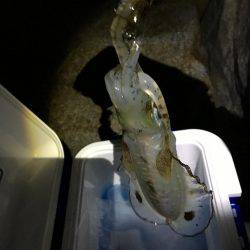 イカいっぱいおった((((；ﾟДﾟ)))))))