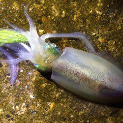 アオリイカ15cm出ました！