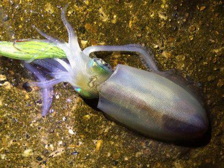 アオリイカ15cm出ました！