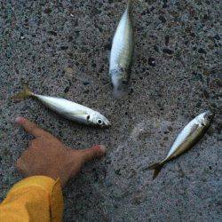 竹野でライトショアジギング