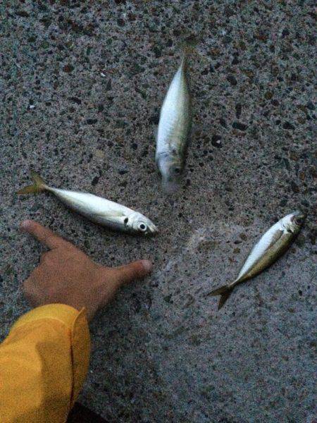 竹野でライトショアジギング