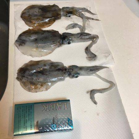 良く釣れましたꉂꉂ ( ˆᴗˆ  )