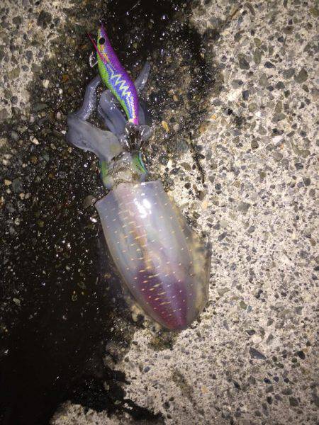 初アオリイカ！