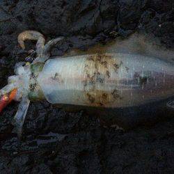 朝マヅメエギング