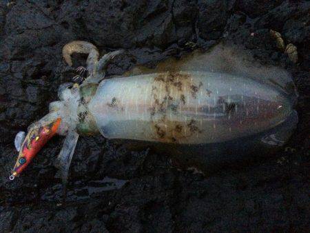 朝マヅメエギング