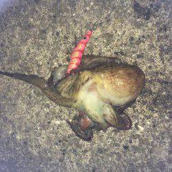 タコから始まる寸劇