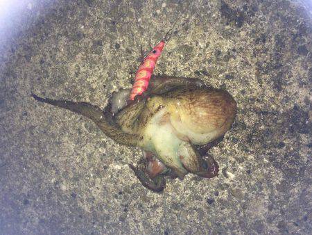 タコから始まる寸劇