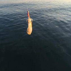 コロッケまれにとんかつ