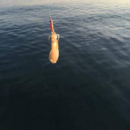 コロッケまれにとんかつ