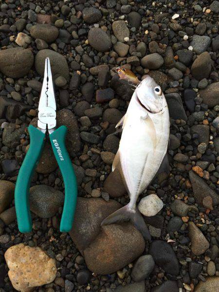 メッキちゃん。