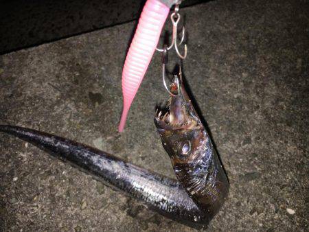 久しぶりの貝塚人工島！