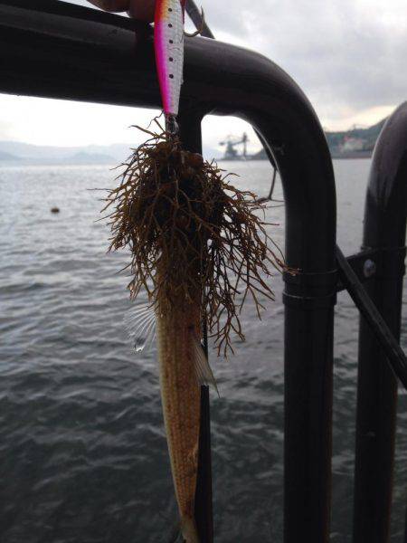 オシャレなエソ