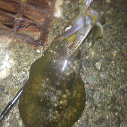 秋イカいっぱい( ^ω^ )