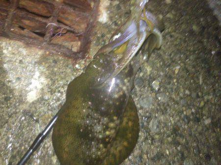 秋イカいっぱい( ^ω^ )