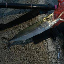 サゴシ×エソ×アコウ