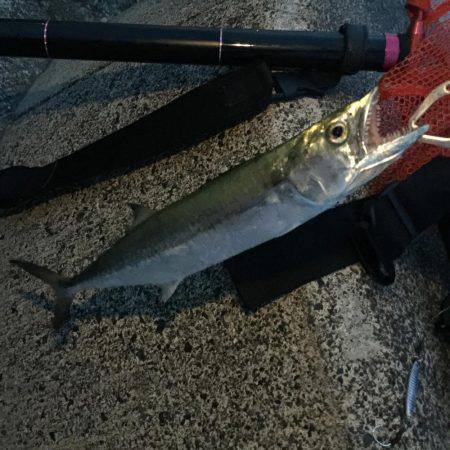 サゴシ×エソ×アコウ