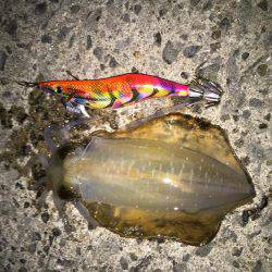 田ノ浦漁港エギング15回目