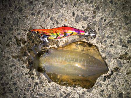 田ノ浦漁港エギング15回目