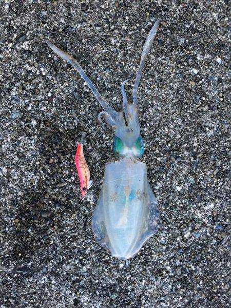 エギング最高( ´ ▽ ` )ﾉ