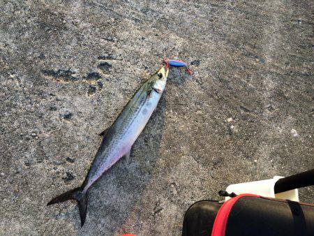 サゴシ、バクチョウ