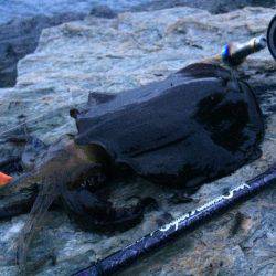 短時間エギング