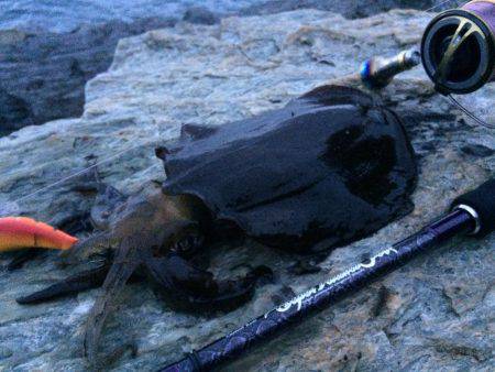 短時間エギング