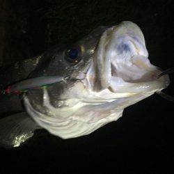 ランカーシーバス