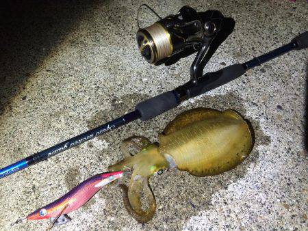 寝る前の短時間エギング