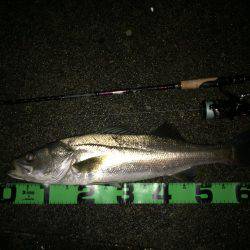 増水後はシーバス