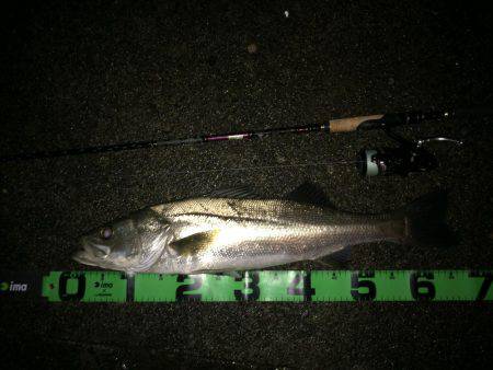 増水後はシーバス