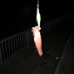 久々のイカ釣り