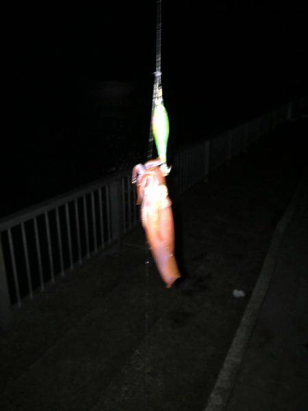 久々のイカ釣り