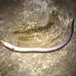 楠漁港 ぶっこみ釣り