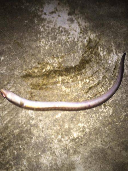 楠漁港 ぶっこみ釣り