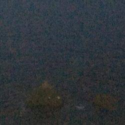 タチウオジギング