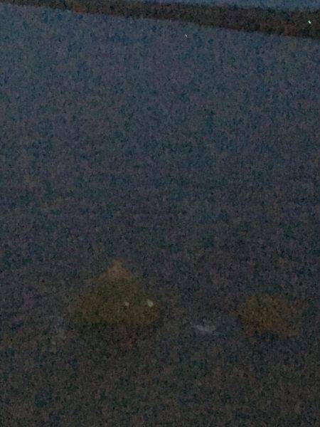 タチウオジギング