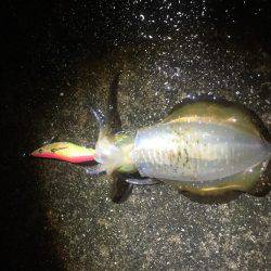 第二回新子調査withGT