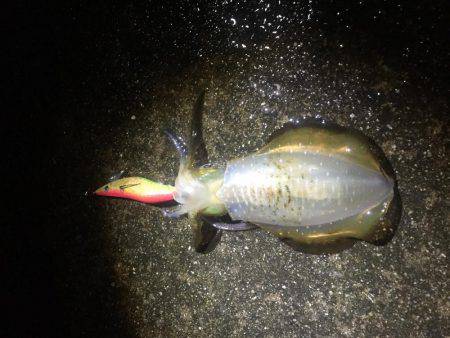 第二回新子調査withGT