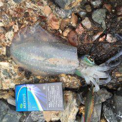 渋くなりました