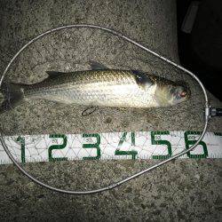 巨ボラ&チビッコシーバス