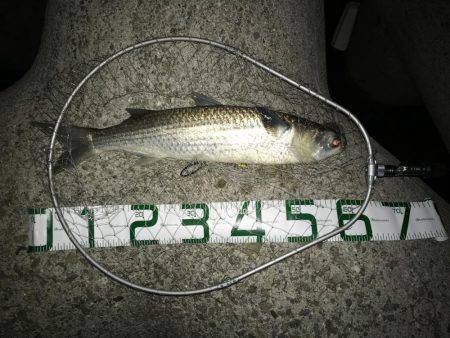 巨ボラ&チビッコシーバス