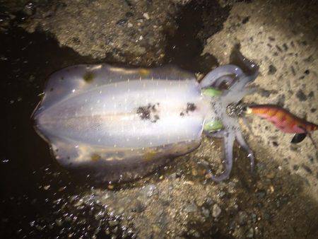 橋の袂でエギング☆