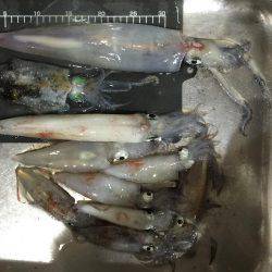 ジャンボ剣先イカGET！