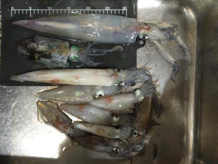 ジャンボ剣先イカGET！