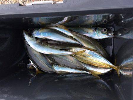 アジ釣り㊱
