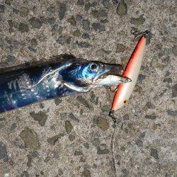 沖堤太刀魚*\\(^o^)/*