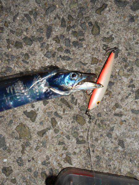 沖堤太刀魚*\\(^o^)/*