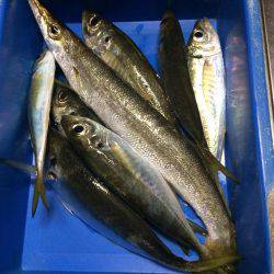 アジ釣り㊲