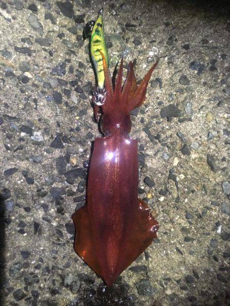 リリースしてあげましょうよ‼️