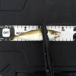 アジングのちエギング